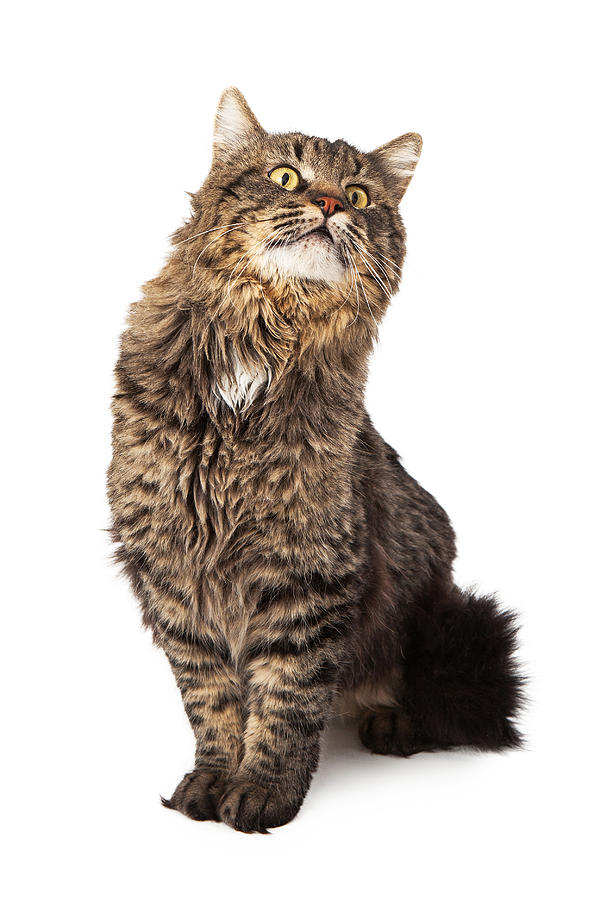 Cat Photograph - Long haired tabby cat sitting looking up by Good Focused