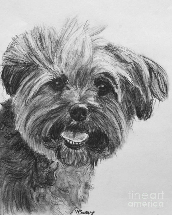 Long Haired Yorkshire Terrier Drawing by Kate Sumners