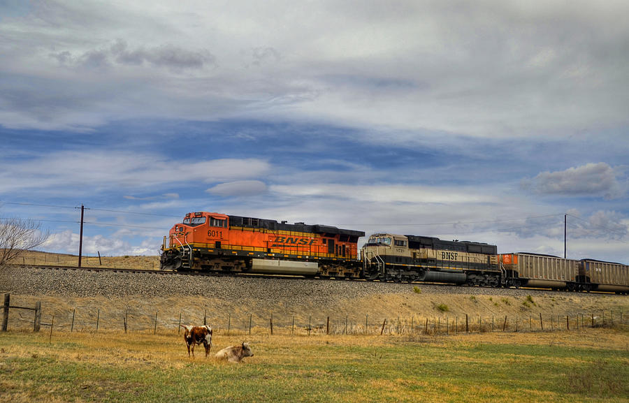 Long Horn Cattle and Coal Train Photograph by Ken Smith