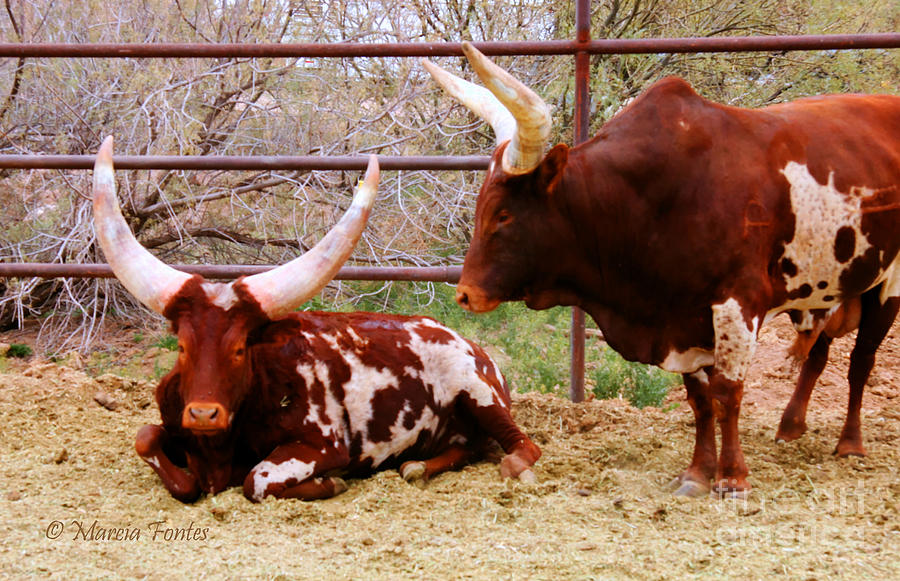Southwest Phoenix Arizona Long Horn Cattle Photograph by Tap On Photo