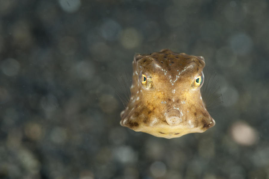 Long Horn Cowfish, Juvenile Photograph by Andrew J. Martinez - Pixels