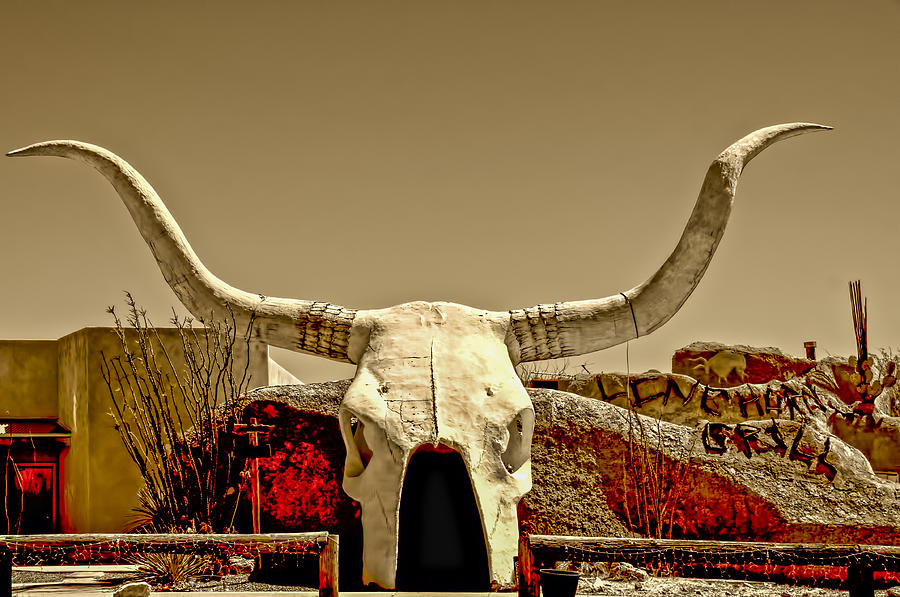 Long Horn Photograph by Maria Coulson