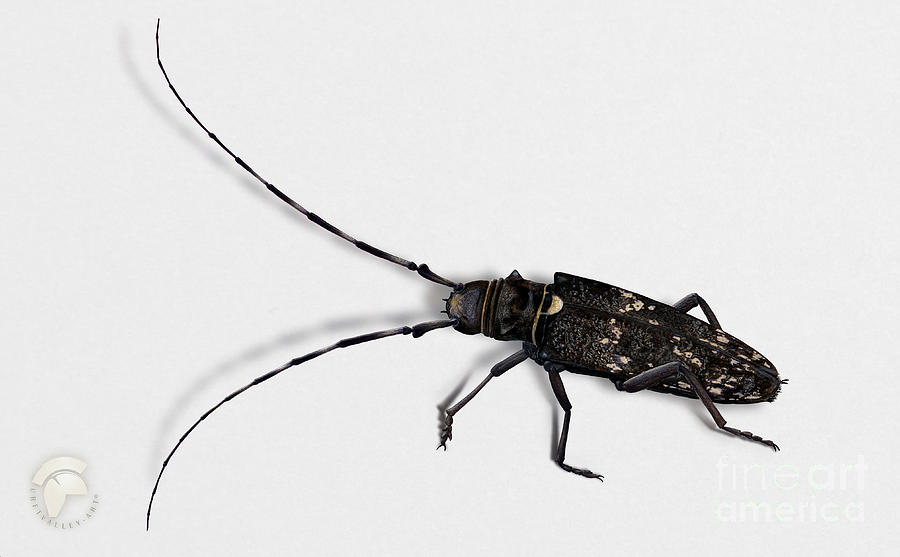 Long-hornded Wood Boring Beetle Monochamus Sartor - Coleoptere Monochame Tailleur - Painting