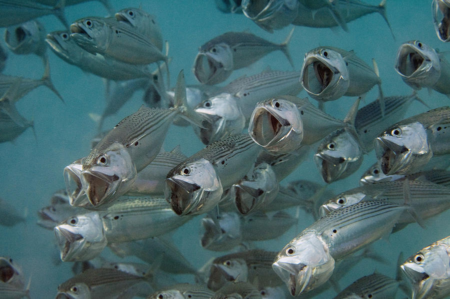 Long-jawed Mackerel Foraging Red Sea Photograph by Dray van Beeck