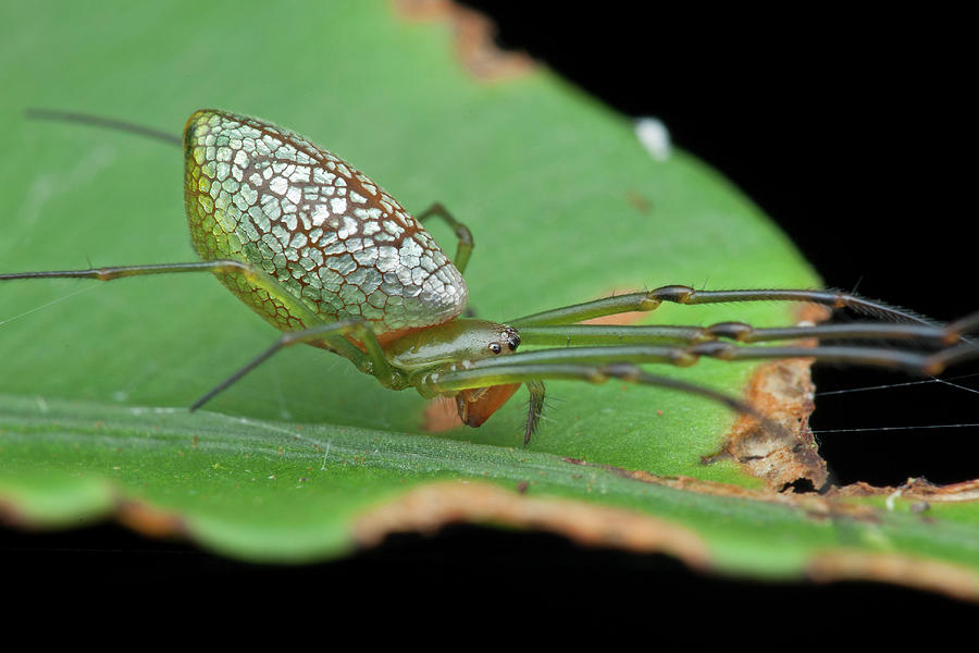 Long-jawed Orb Weaver Spider Photograph by Melvyn Yeo/science Photo Library