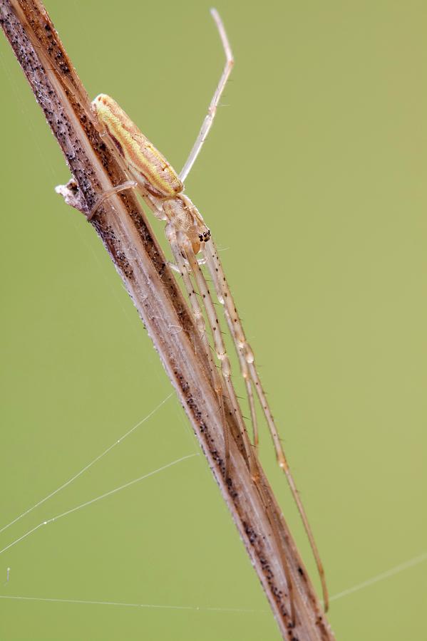 Long Jawed Spider Photograph by Heath Mcdonald