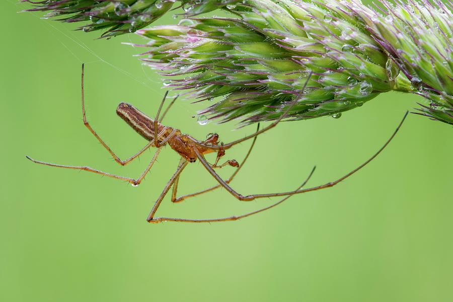 Long Jawed Spider Photograph by Heath Mcdonald/science Photo Library