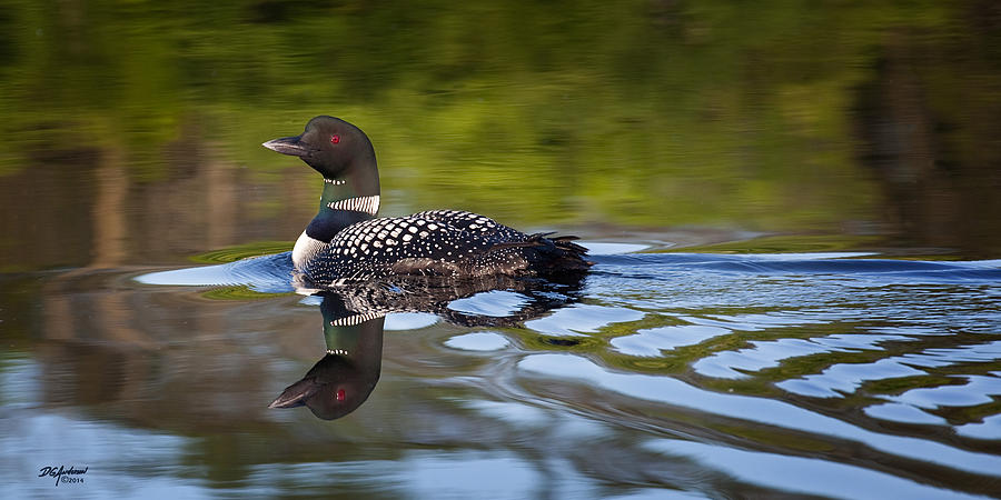 Loon Photograph - Long Lake Loon by Don Anderson