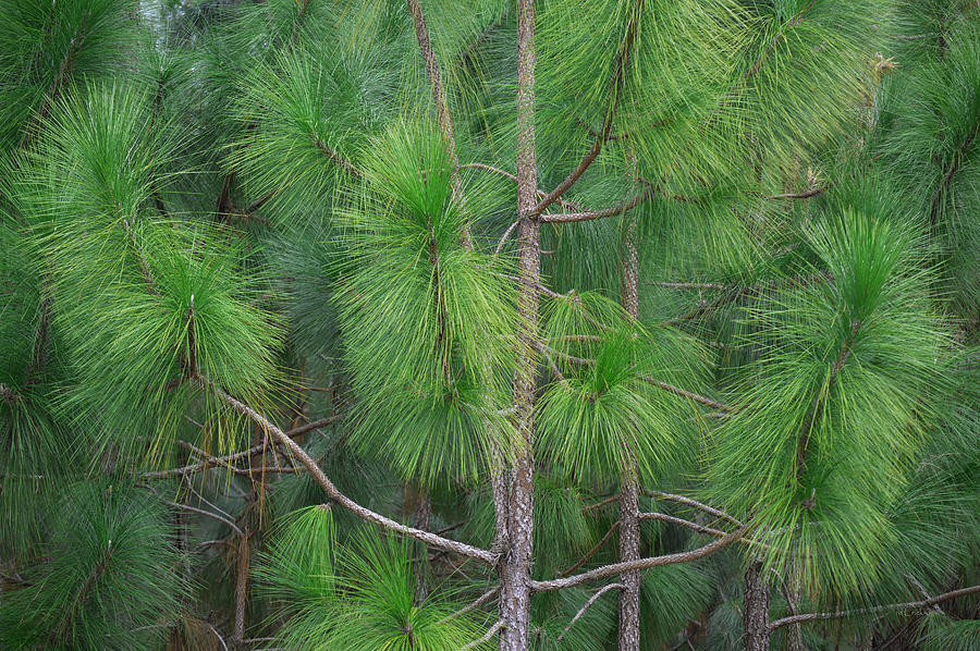 Long Leaf Pine - Pine Needles Photograph By Rd Erickson 