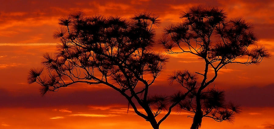 Sunset Photograph - Long Leaf Pine by Stuart Harrison