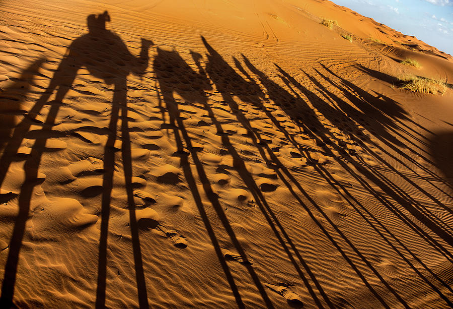 Long Legged Beasts Of The Sahara Photograph by Dave Greenwood