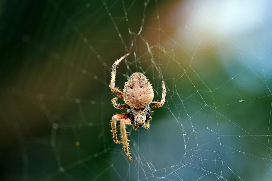 Long Legs Photograph by Kat Sepulvado - Fine Art America