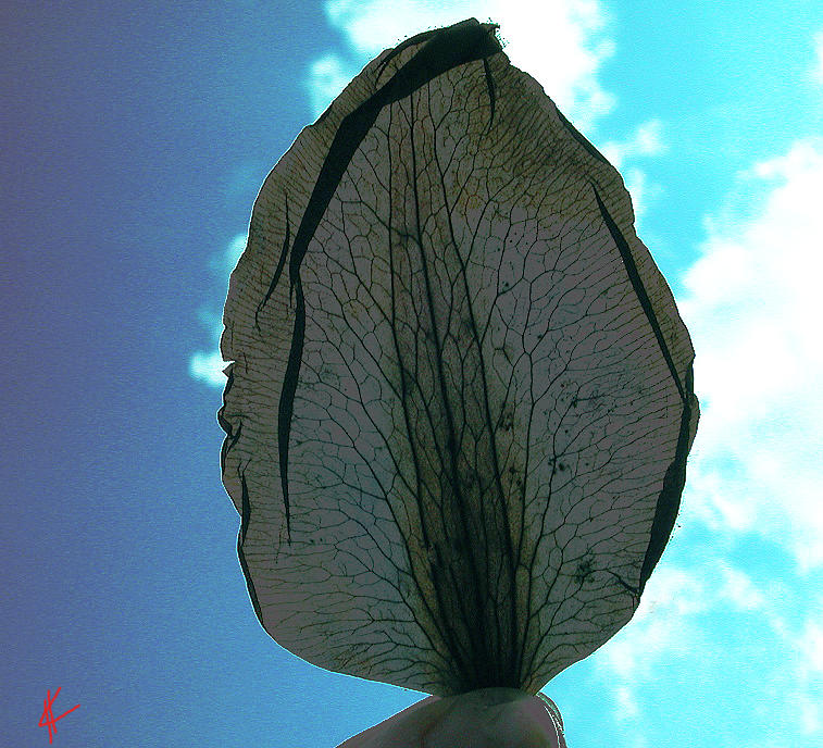 Long Live the Leaf Photograph by Colette V Hera Guggenheim