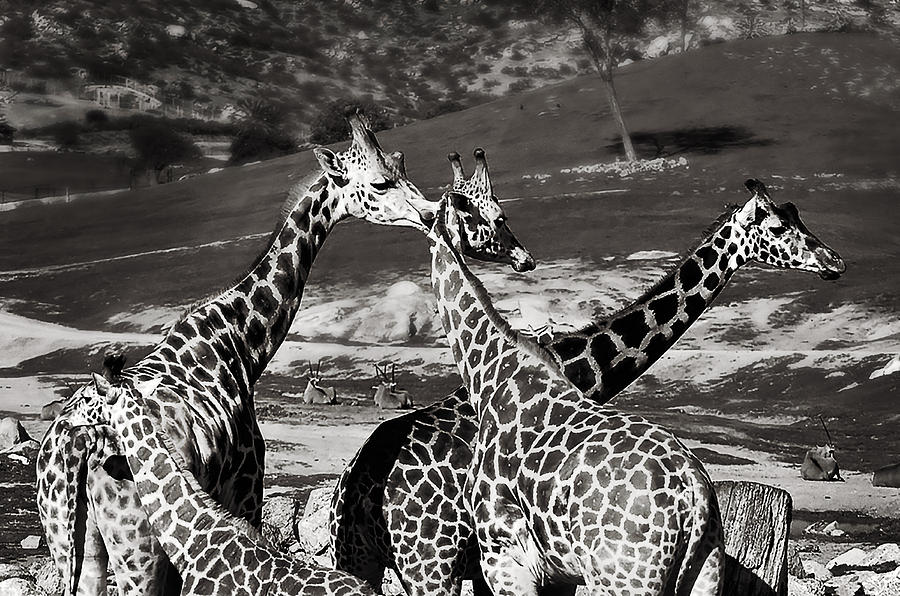 Giraffe Photograph - Long Necks by Camille Lopez