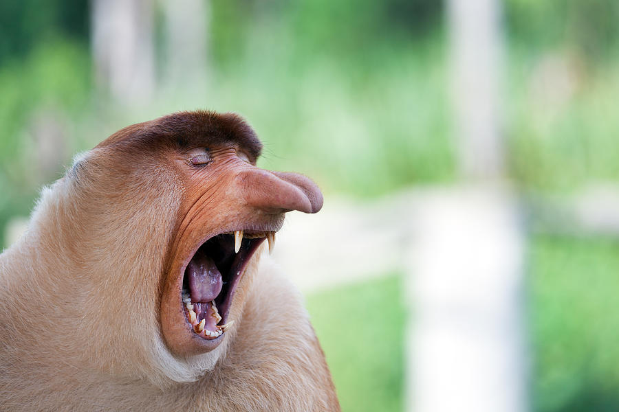 Long nose monkey yawning, Sabah, Borneo, Malaysia Photograph by Andrea Ricordi, Italy