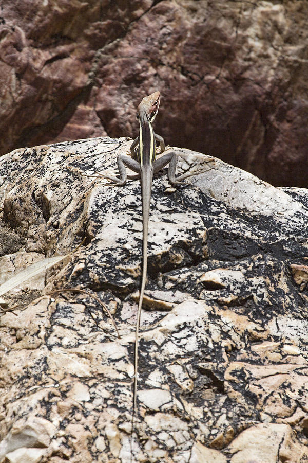 Reptile Photograph - Long Nosed Dragon V2 by Douglas Barnard