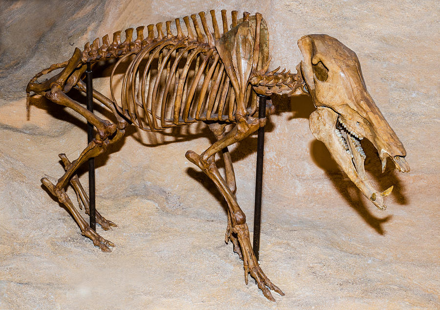 Nature Photograph - Long-nosed Peccary Fossil by Millard H. Sharp
