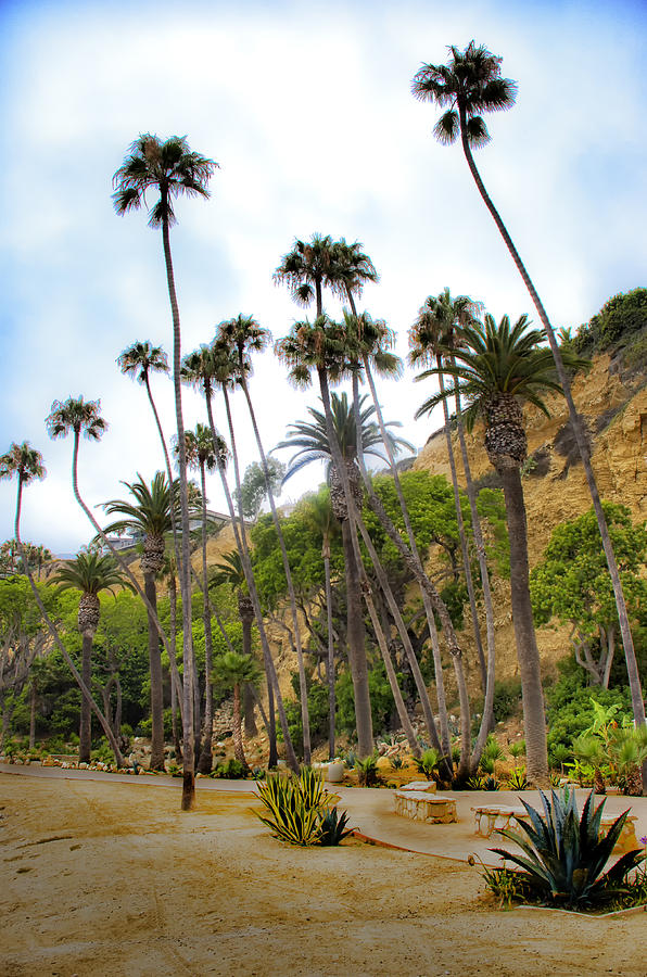 Long Palms at Royal Palms Beach Photograph by Joseph Hollingsworth