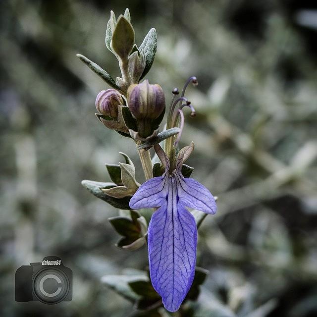 Flowers Still Life Photograph - Long Petal #flowersbydl by David Lopez