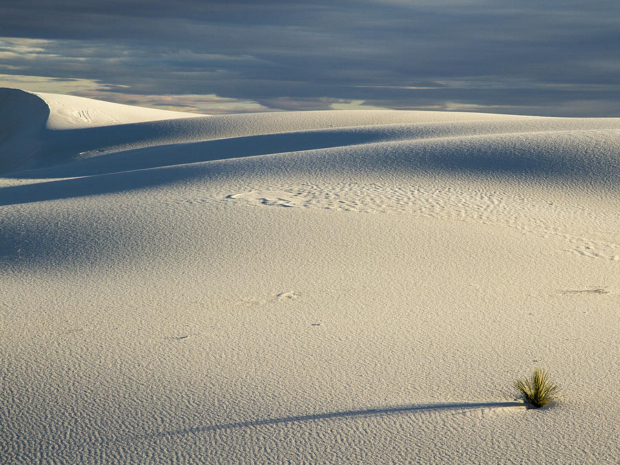 Long Shadow at White Sands Photograph by Jean Noren