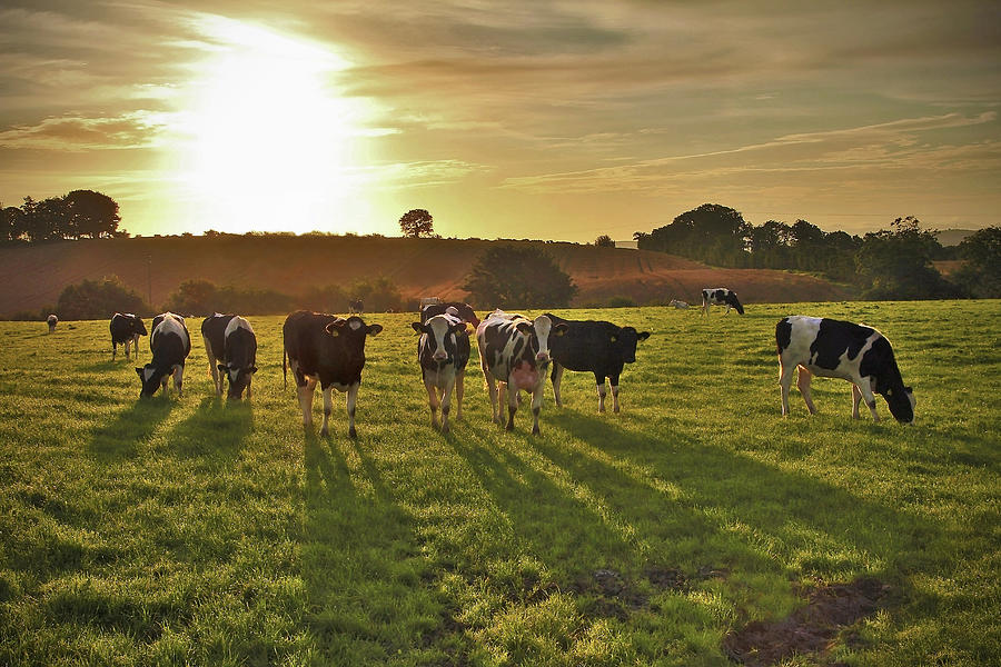 Long Shadowed Holsteins Photograph by Photograph Taken By Alan Hopps