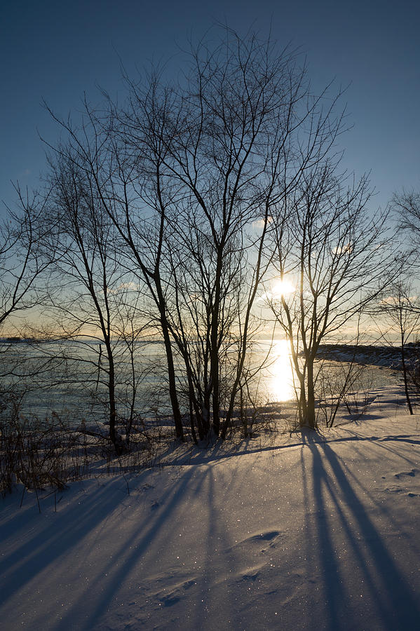 Tree Photograph - Long Shadows in the Snow by Georgia Mizuleva