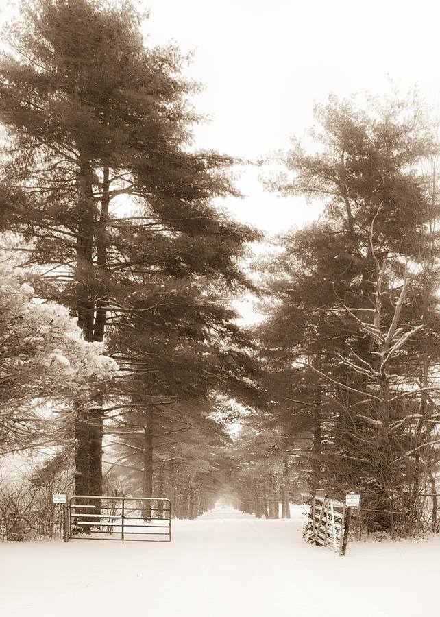 Black And White Photograph - Long Snowy Driveway - Sepia Vertical by Ron Pate