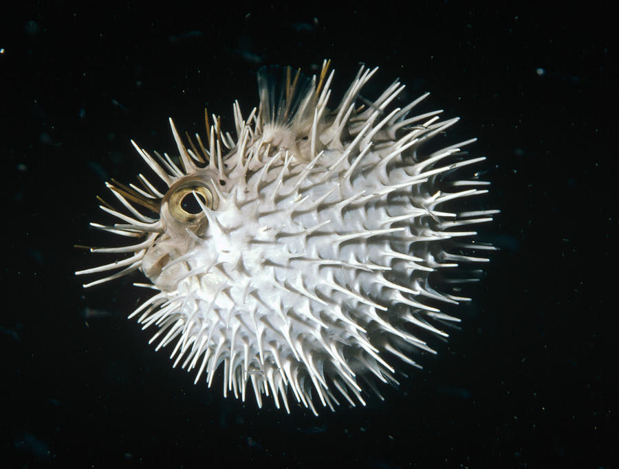 Long-spine Porcupinefish North America Photograph by Flip Nicklin