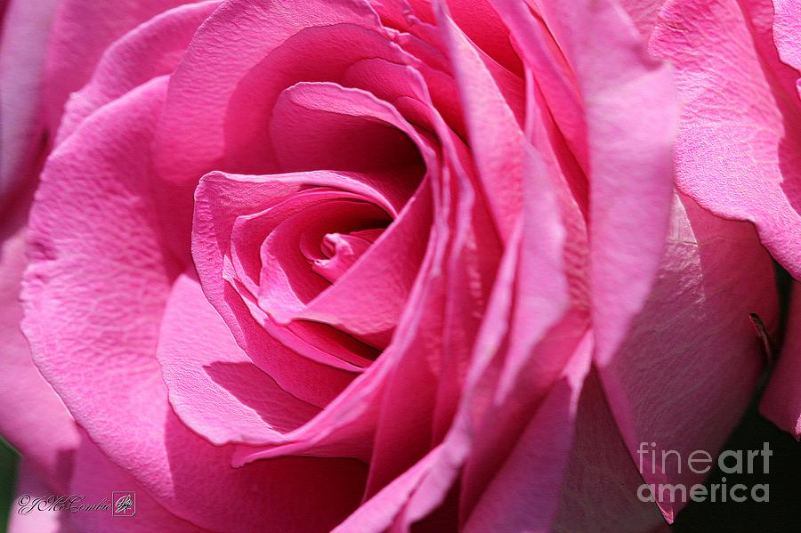 Long-Stemmed Pink Rose Photograph by J McCombie