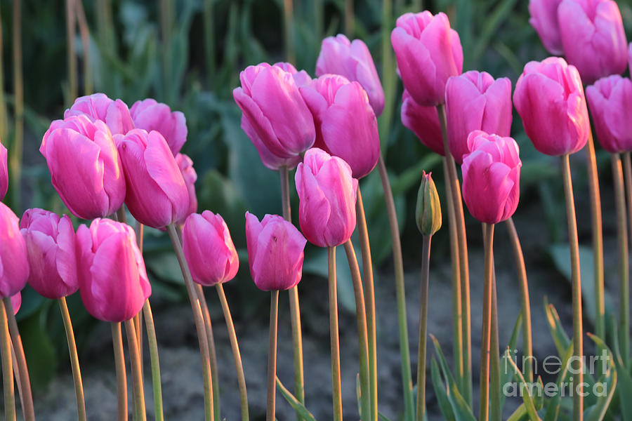 Tulip Photograph - Long Stemmed Tulips by Carol Groenen