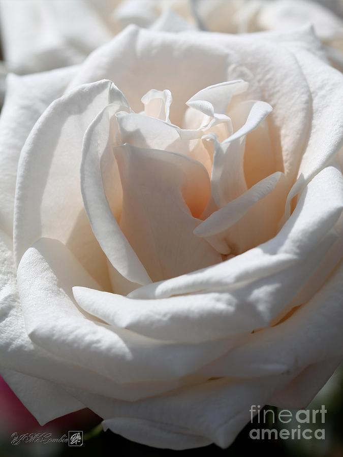 Long-Stemmed White Rose Photograph by J McCombie