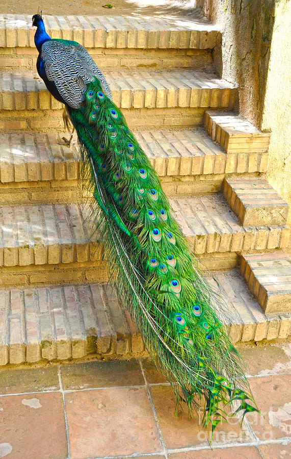 Peacock's long tail feathers by Eric Riesch