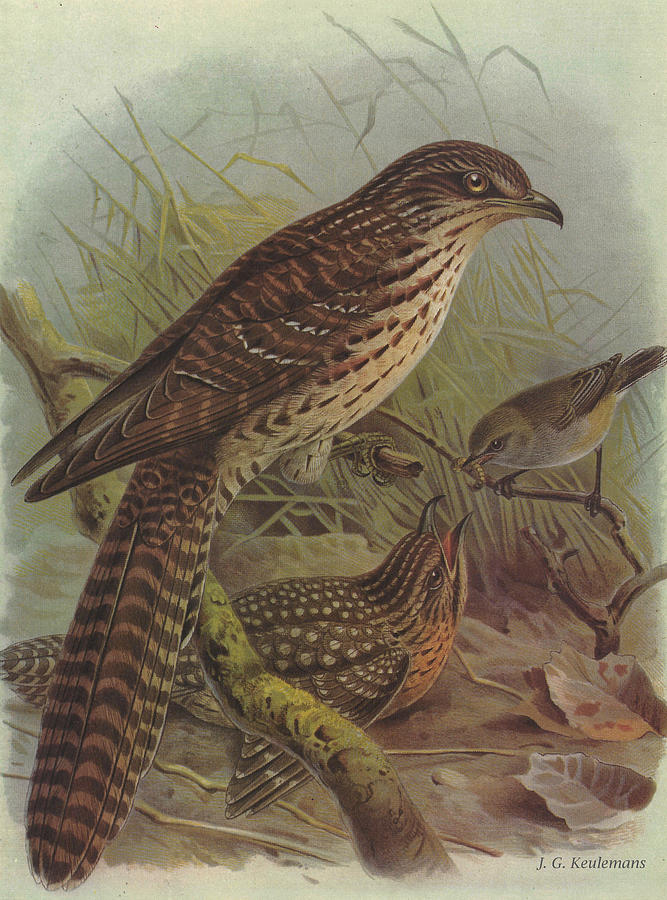 John James Audubon Painting - Long Tailed Cuckoo and Grey Warbler by Dreyer Wildlife Print Collections 