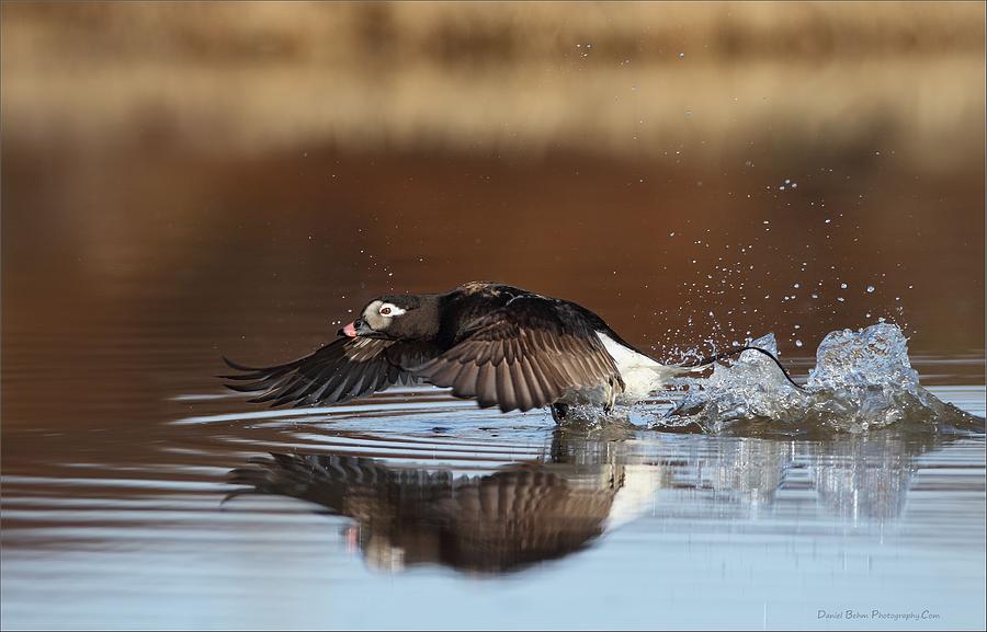 Long tailed Duck Blasting Off Photograph by Daniel Behm