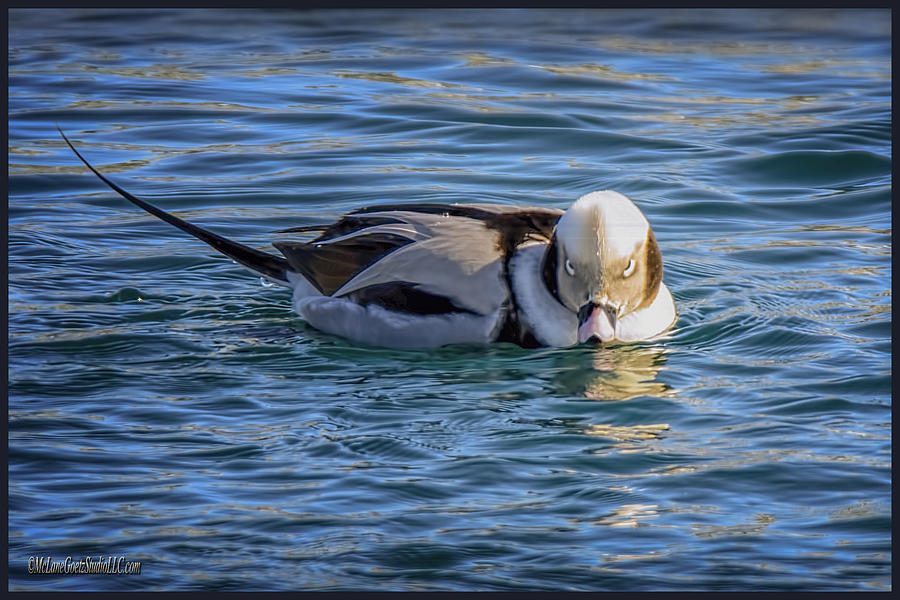 Long-tailed Duck Cold Stare Photograph