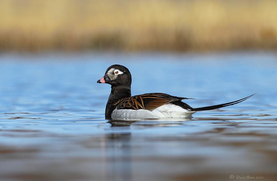 Long-Tailed Duck Photograph by Daniel Behm