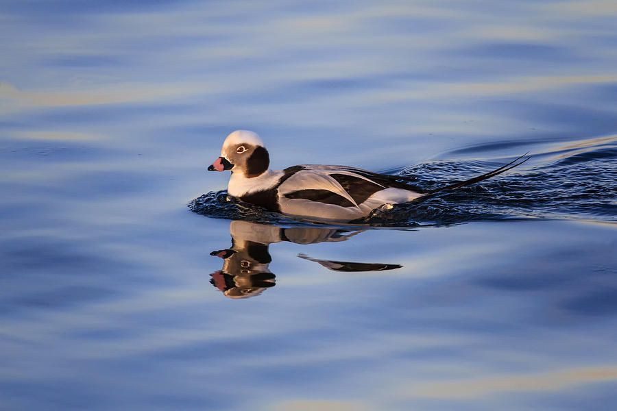 Long-tailed Duck Photograph by Gary Hall