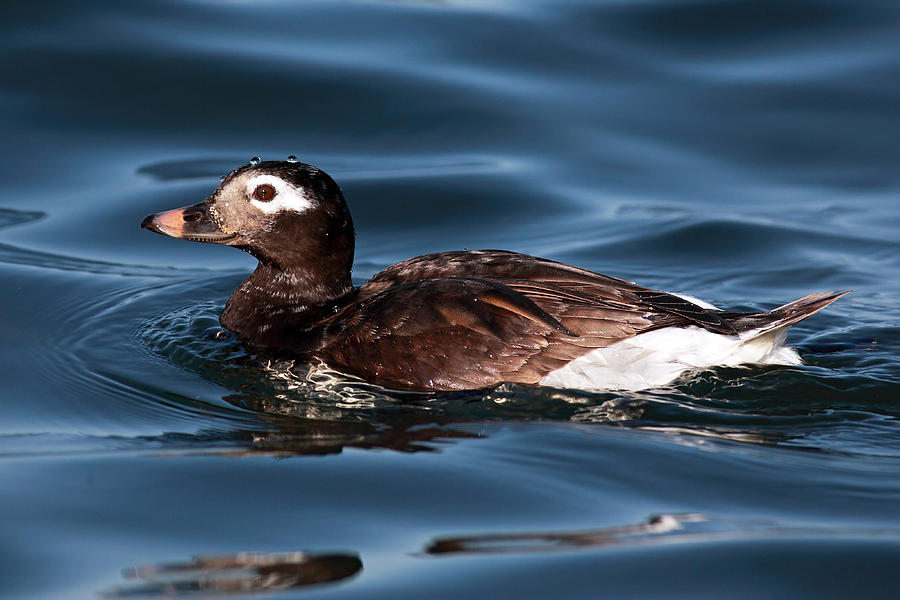 Duck Photograph - Long tailed duck by Grant Glendinning