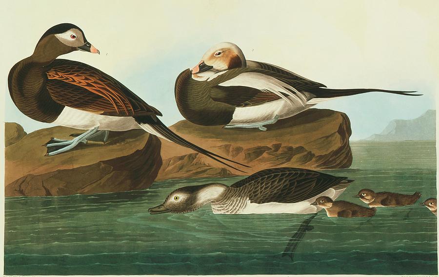 Long-tailed Duck Photograph by Natural History Museum, London/science Photo Library