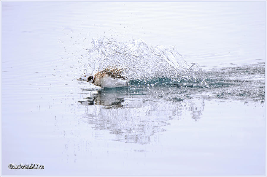 Long-tailed Duck Splash Photograph by LeeAnn McLaneGoetz McLaneGoetzStudioLLCcom