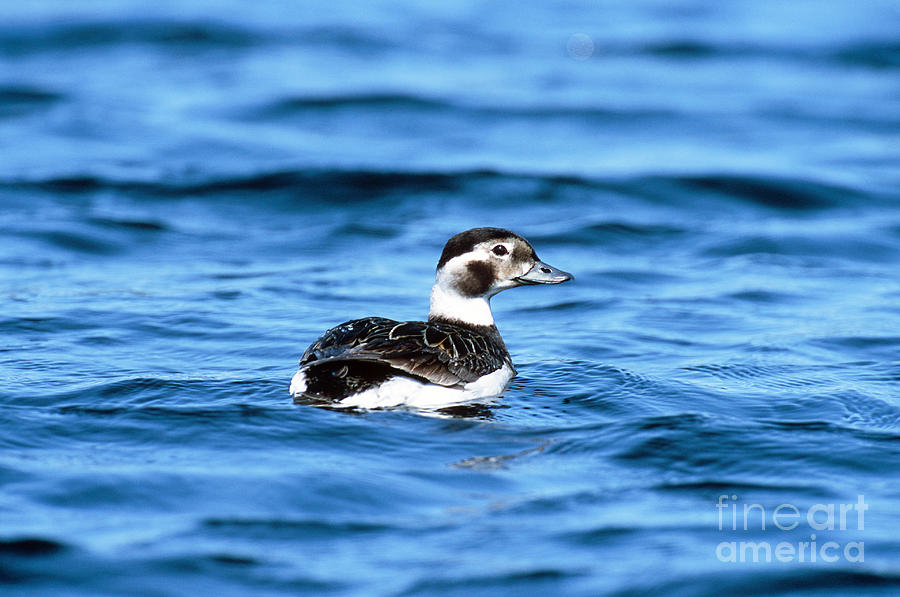Long-tailed Duck Photograph by William H. Mullins