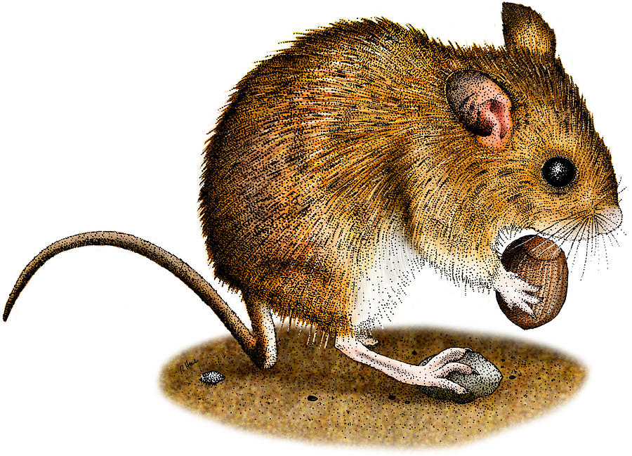 Long-tailed Field Mouse Photograph by Roger Hall