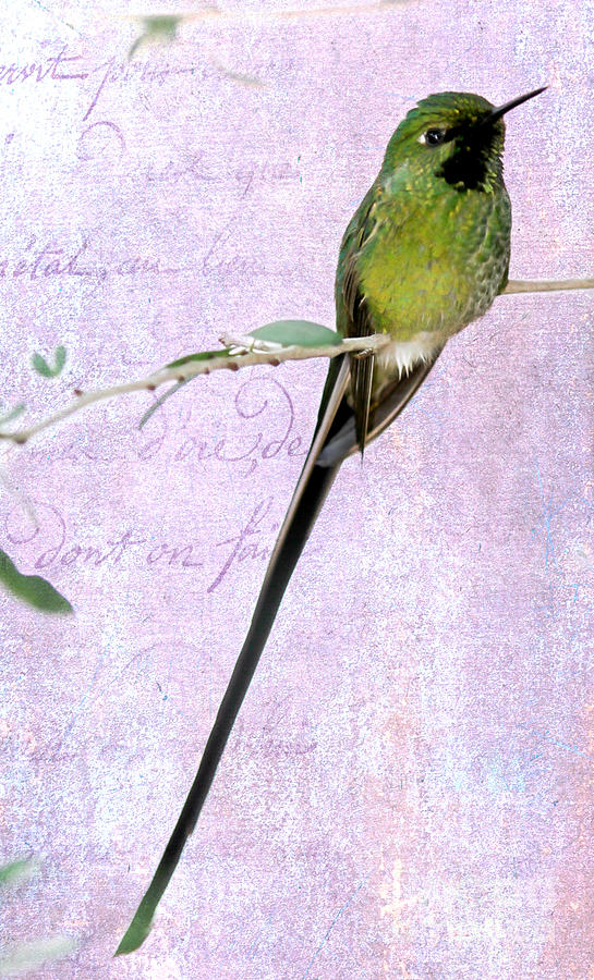 Feather Photograph - Long Tailed Hummingbird by Sabrina L Ryan