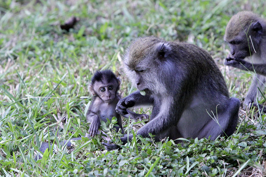 Long Tailed Macaque Family Photograph by Shoal Hollingsworth
