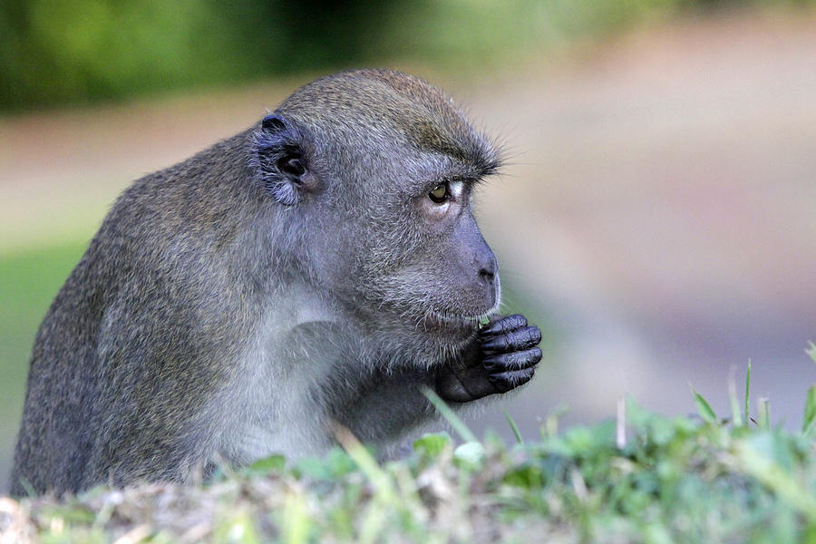 Long Tailed Macaque Feeding Photograph by Shoal Hollingsworth