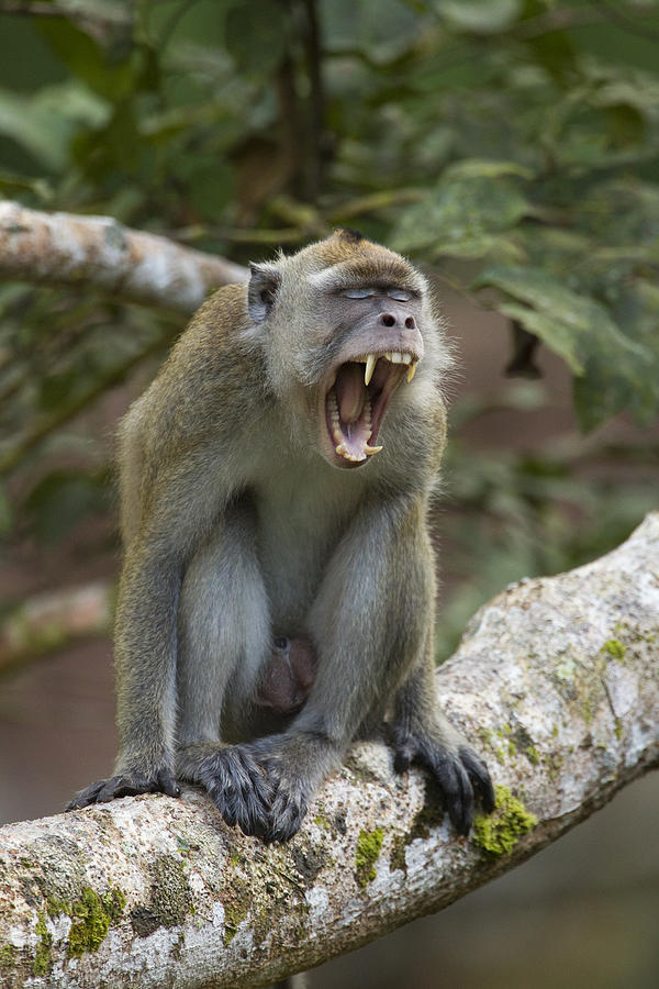 Long-tailed Macaque Male Yawning Borneo Photograph by Sebastian Kennerknecht