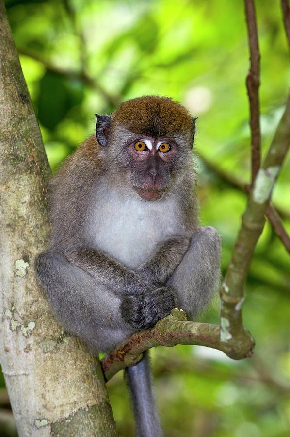 Long-tailed Macaque Photograph by Tony Camacho/science Photo Library