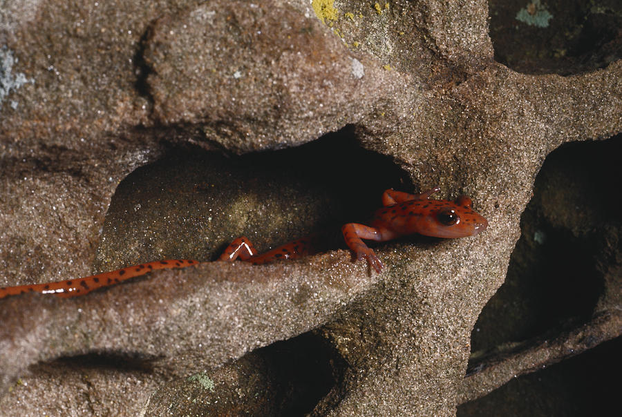 Long-tailed Salamander Photograph by Charles E. Mohr