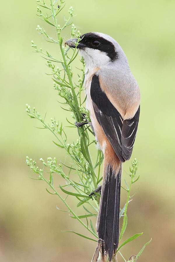 Long Tailed Shrike Photograph by Myron Tay