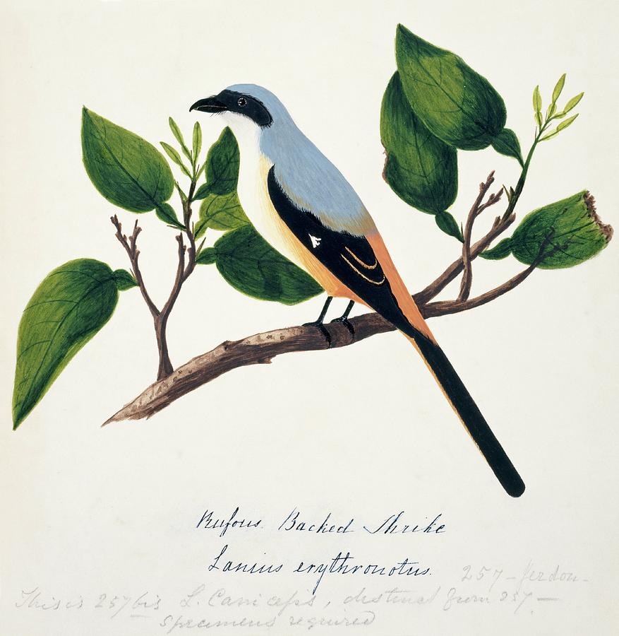 Long-tailed Shrike Photograph by Natural History Museum, London/science Photo Library